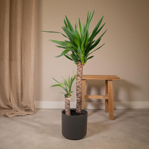 Yucca Xl H100,0Cm