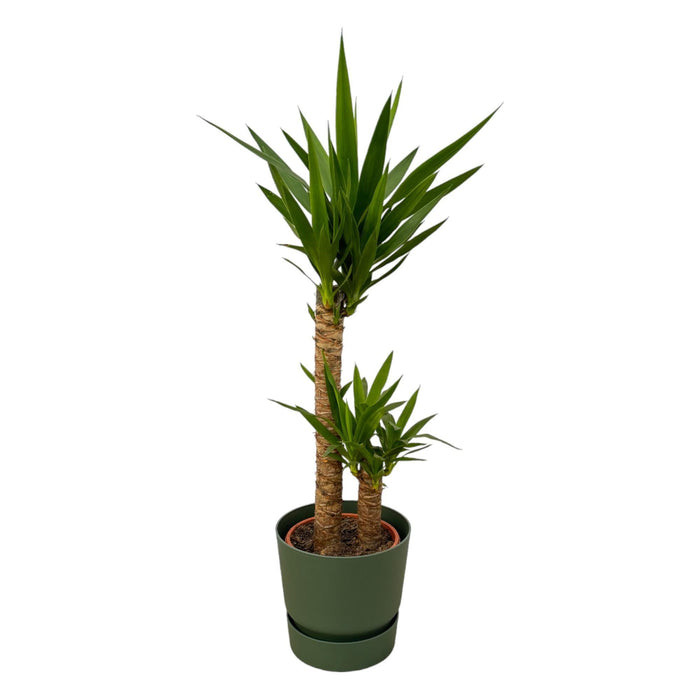 Yucca Og Dens Gryde