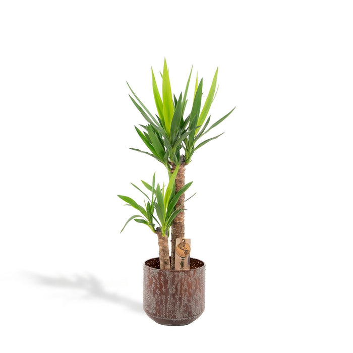 Yucca Og Dens Gryde