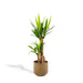 Yucca Og Dens Gryde