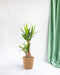 Yucca Og Dens Gryde
