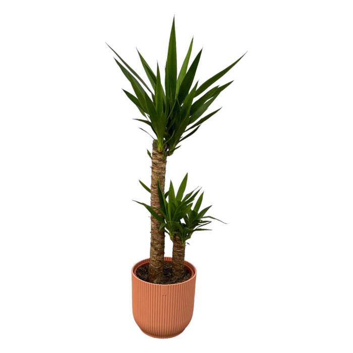 Yucca Og Dens Gryde