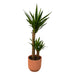 Yucca Og Dens Gryde