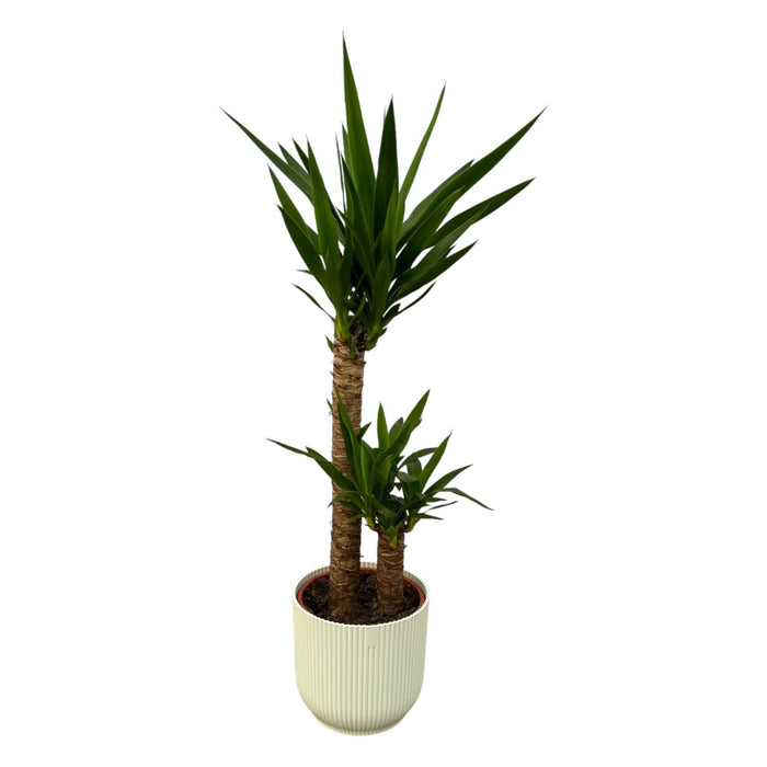 Yucca Og Dens Gryde