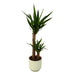 Yucca Og Dens Gryde