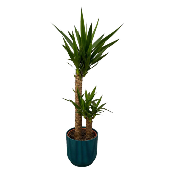 Yucca Og Dens Gryde
