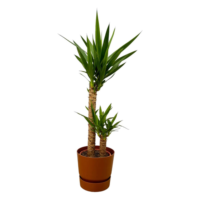 Yucca Og Dens Gryde