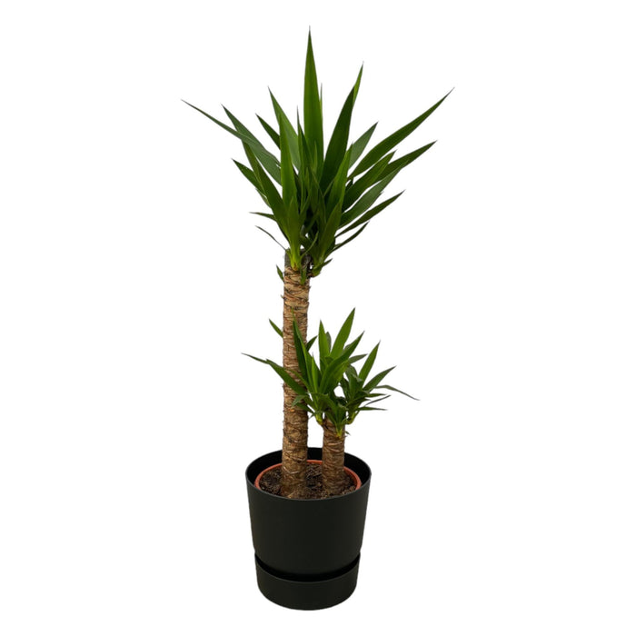 Yucca Og Dens Gryde