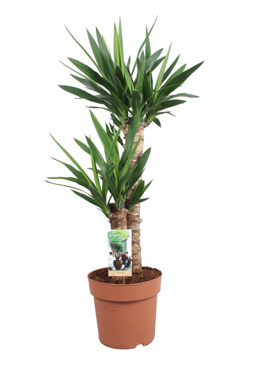 Yucca