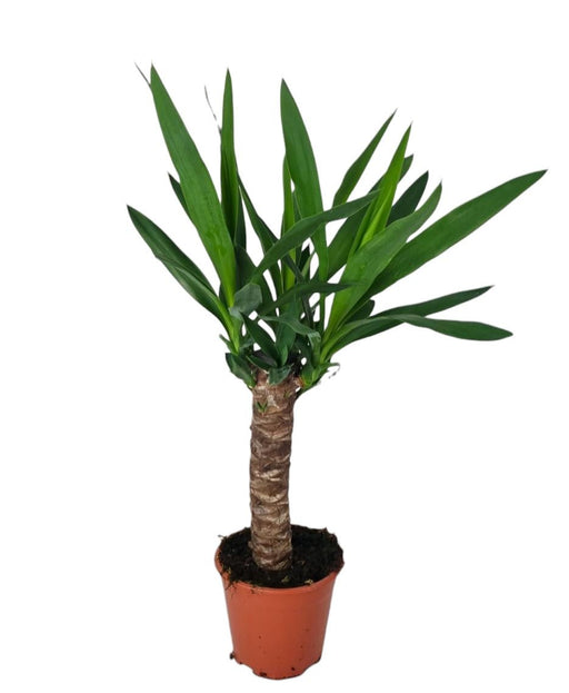 Yucca