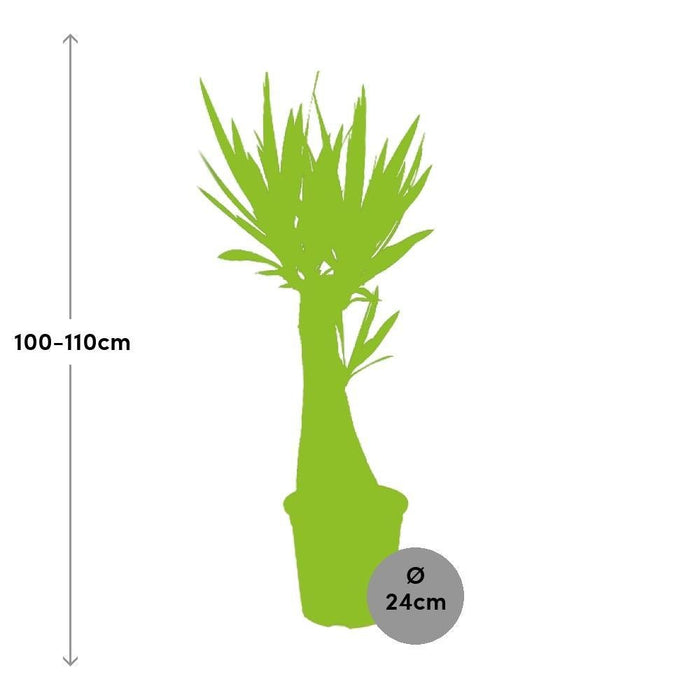 Yucca
