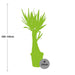 Yucca