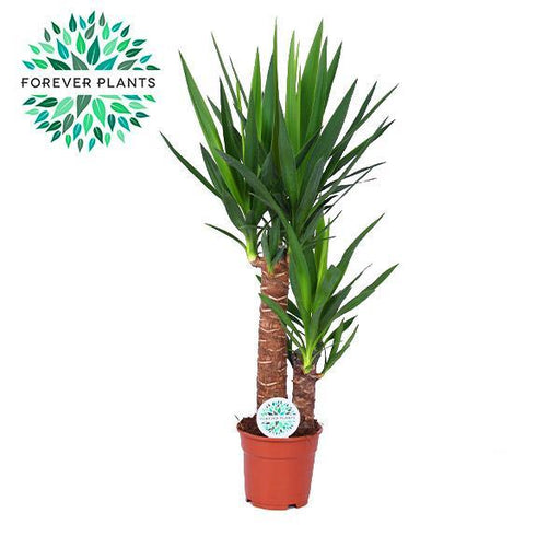 Yucca
