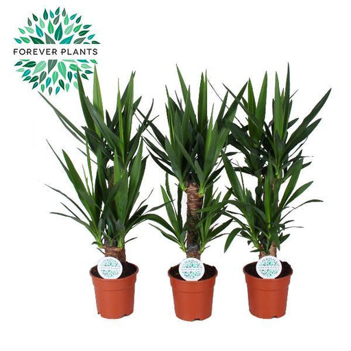 Yucca