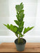Zamioculcas - Kunstig Grøn Plante