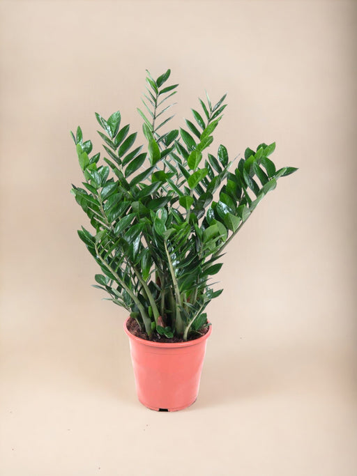 Zamioculcas Zamiifolia
