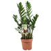 Zamioculcas Zamiifolia