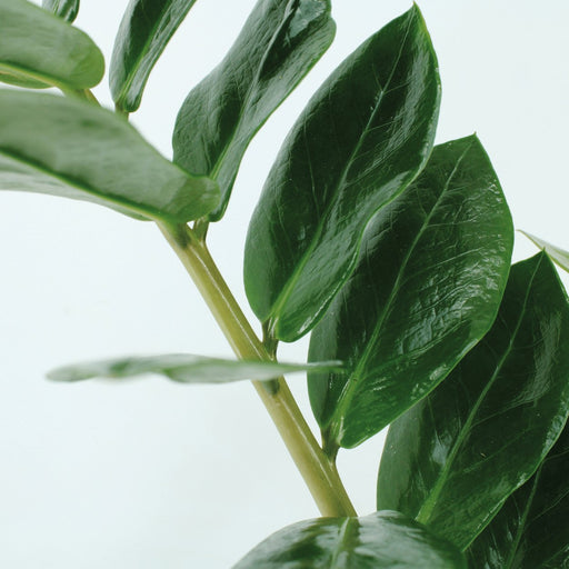 Zamioculcas Zamiifolia - Sæt Med 2