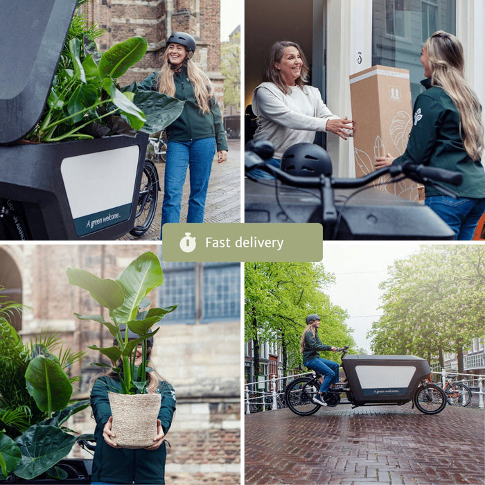 Zamioculcas Zamiifolia - Sæt Med 2