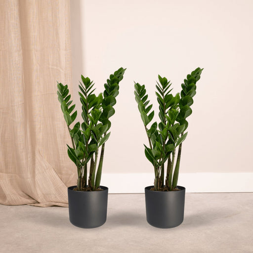 Zamioculcas Zamiifolia - Sæt Med 2
