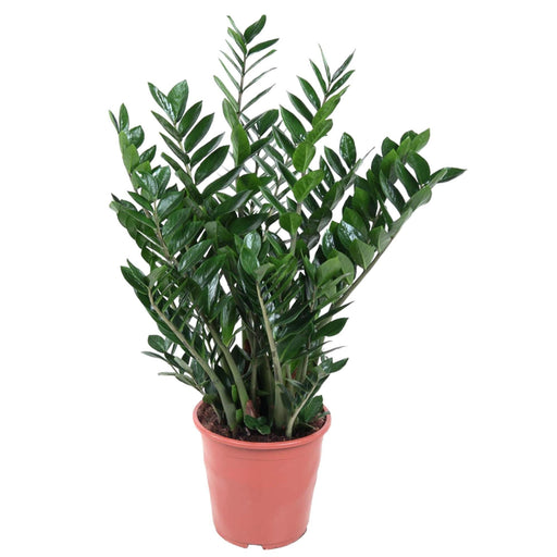 Zamioculcas Zamiifolia