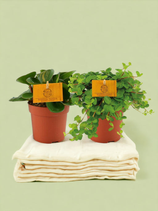 Æske - 2 Peperomia