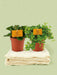 Æske - 2 Peperomia