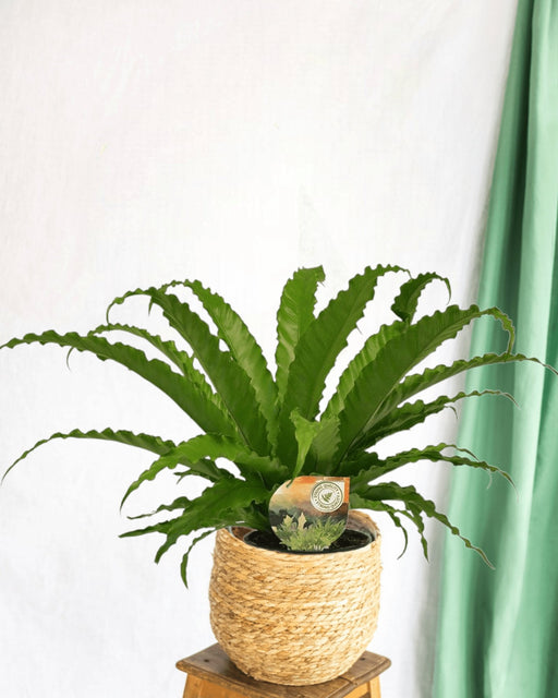 Asplenium Osaka Bregne