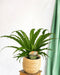 Asplenium Osaka Bregne